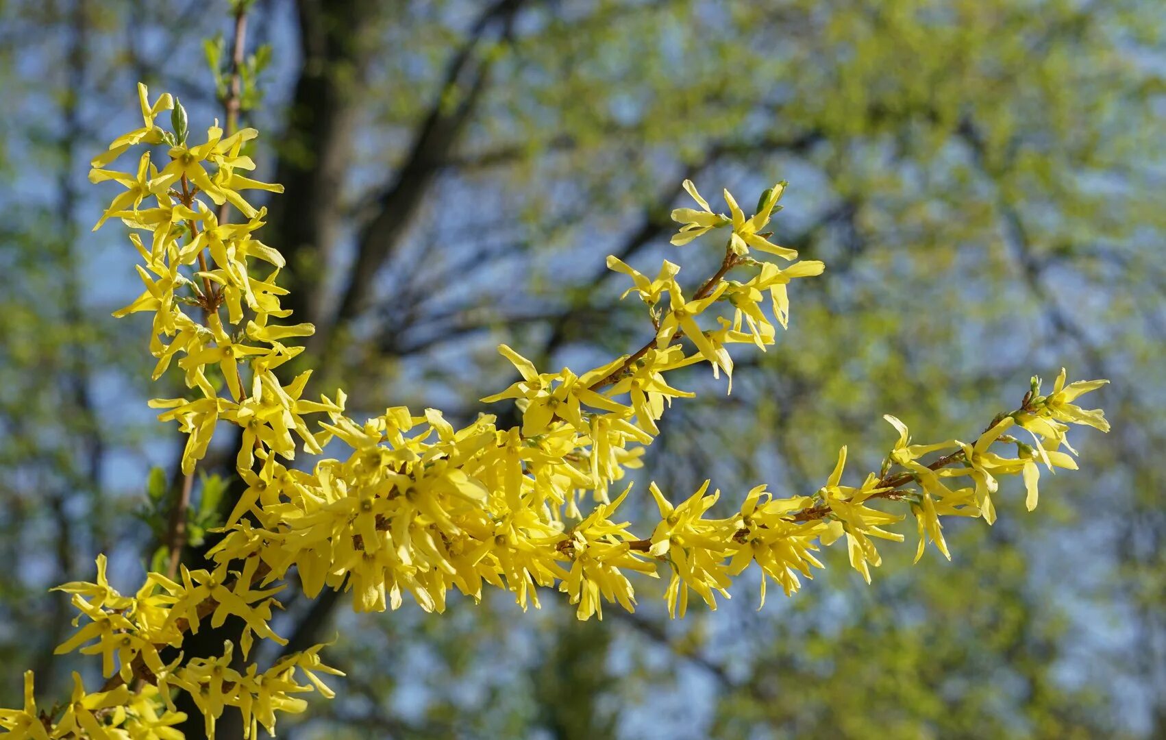 кустарник с желтыми цветами форзиция. форзиция гибридная. форзиция (форсайтия). форзиция микадор. форзиция голден таймс.