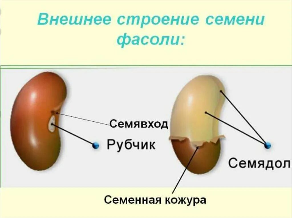 Кожурой составить. Строение семени семявход. Внешнее строение семени фасоли. Семя фасоли семенная кожура. Строение семени фасоли рисунок.