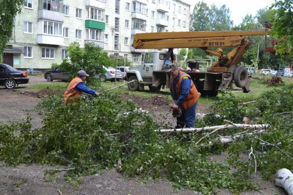 Срубили березу какой. Вырубка деревьев во дворе. Рубка дерева во дворе. Вырубка деревьев в МКД. Вырубка деревьев в Москве.