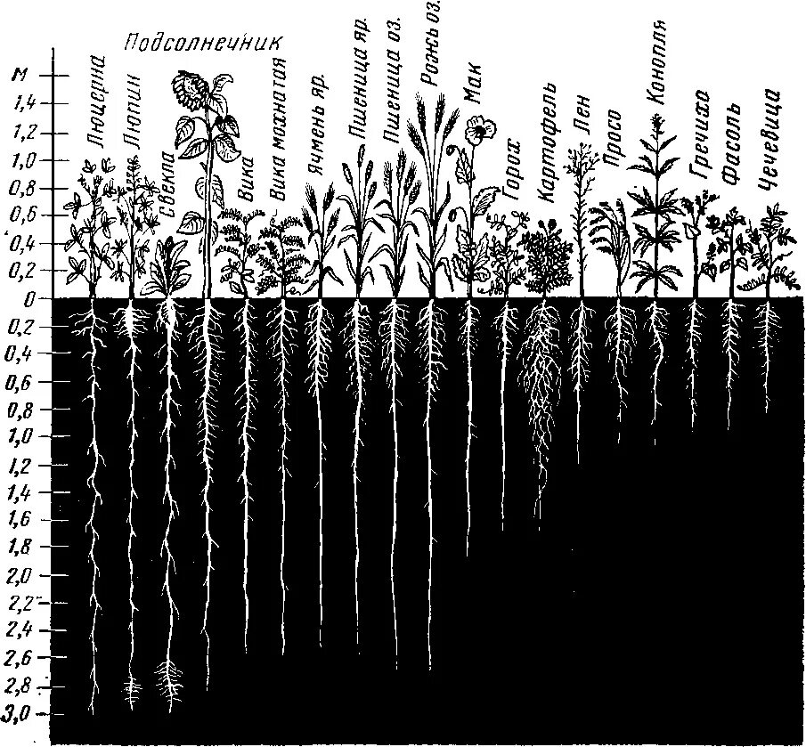 Насколько корень. Корневая система огурца глубина. Глубина корневой системы разных деревьев. Схема корневой системы огурца.
