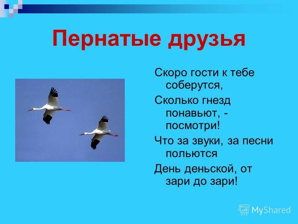 Ребята ждут пернатых гостей. Пернатые гости. Текст на тему пернатые гости. Пернатые гости сочинение. Пернатые гости 3 класс.