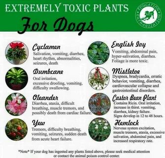 The plant list