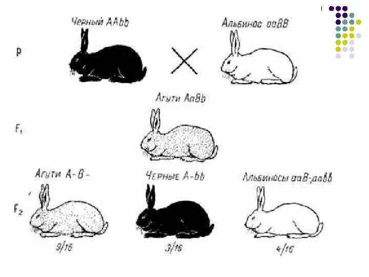 У кроликов шерсть нормальной. Рецессивный эпистаз кролики. Наследование окраски шерсти у кроликов. Комплементарность окраска у кроликов. Схема скрещивания кроликов.