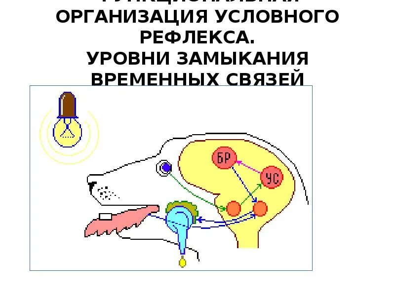 Выработка условного рефлекса схема. Условные и безусловные рефлексы собака Павлова. Схема формирования условного слюноотделительного рефлекса. Рефлекторная дуга собаки Павлова. Рефлексы замыкаются