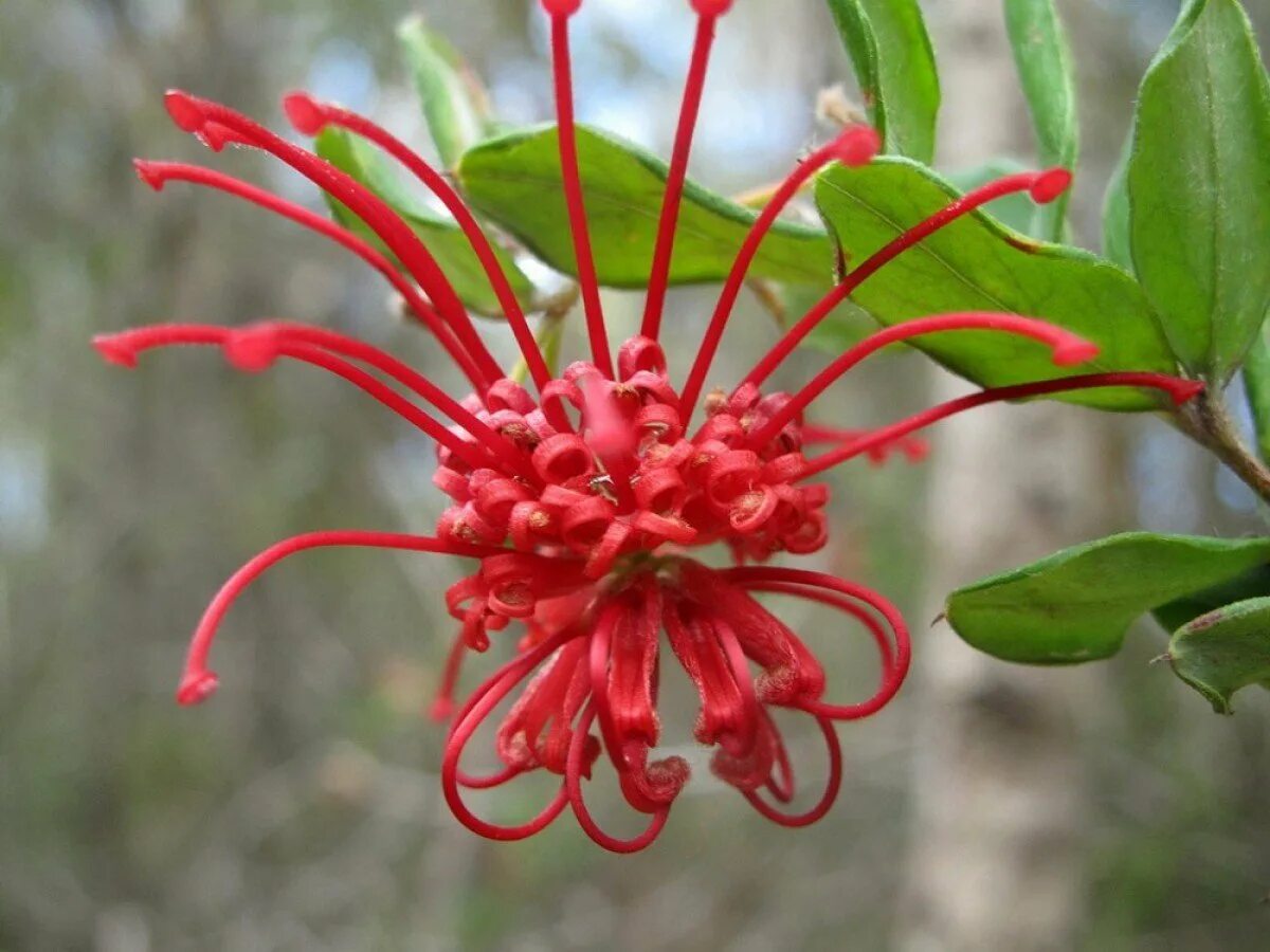 Grevillea speciosa. Фуксия Red Spider. Необычные цветы.