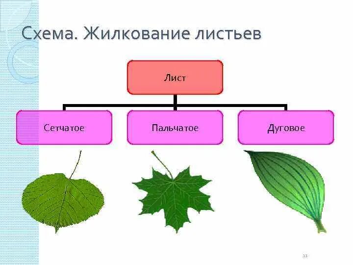 Сетчатое жилкование листьев какие растения. Типы жилкования листа схема. Типы жилкования листьев схема. Схема жилкование листьев 6 класс биология. Сетчатое жилкование листа схема.