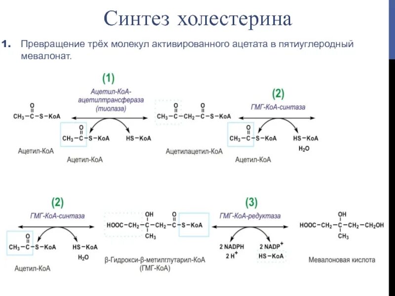 Молекула ацетил коа. Синтез холестерина в мевалонат. Превращение ГМГ КОА В мевалонат. Синтез холестерола реакции. Синтез холестерина биохимия реакции этапы.