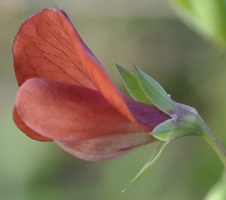 Lathyrus Cicera l. — чина нутовая. Чашелистики бобовых. Lathyrus Cicera семена. Цветок гороха.