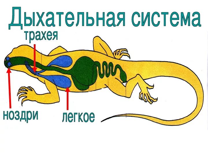 Строение дыхательной системы рептилий. Класс пресмыкающиеся дыхательная система. Строение дыхательной системы пресмыкающихся. Пресмыкающиеся строение дыхательной системы. Легкие млекопитающих и пресмыкающихся