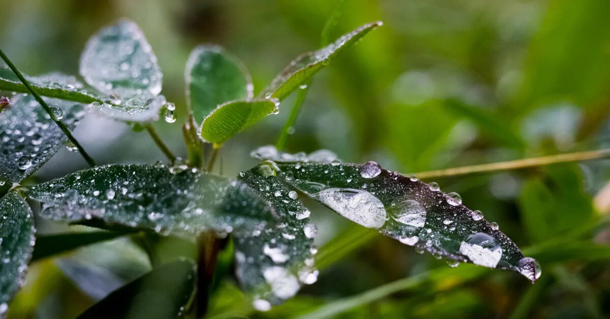 Через сколько после дождя. Гелиос роса. Роса на растениях. Растения после дождя.