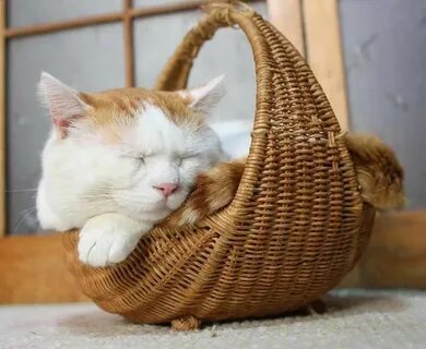 Cats around the world