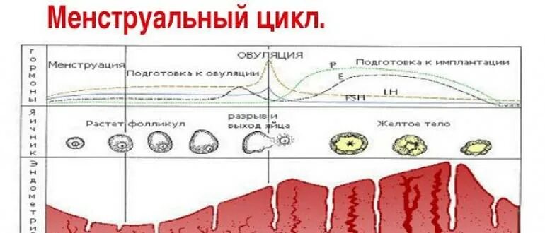 Менструальный цикл. Женские выделения по дням цикла. Выделение по циклу месячных. Выделения в первый день менструационного цикла. Выделения после овуляции при зачатии