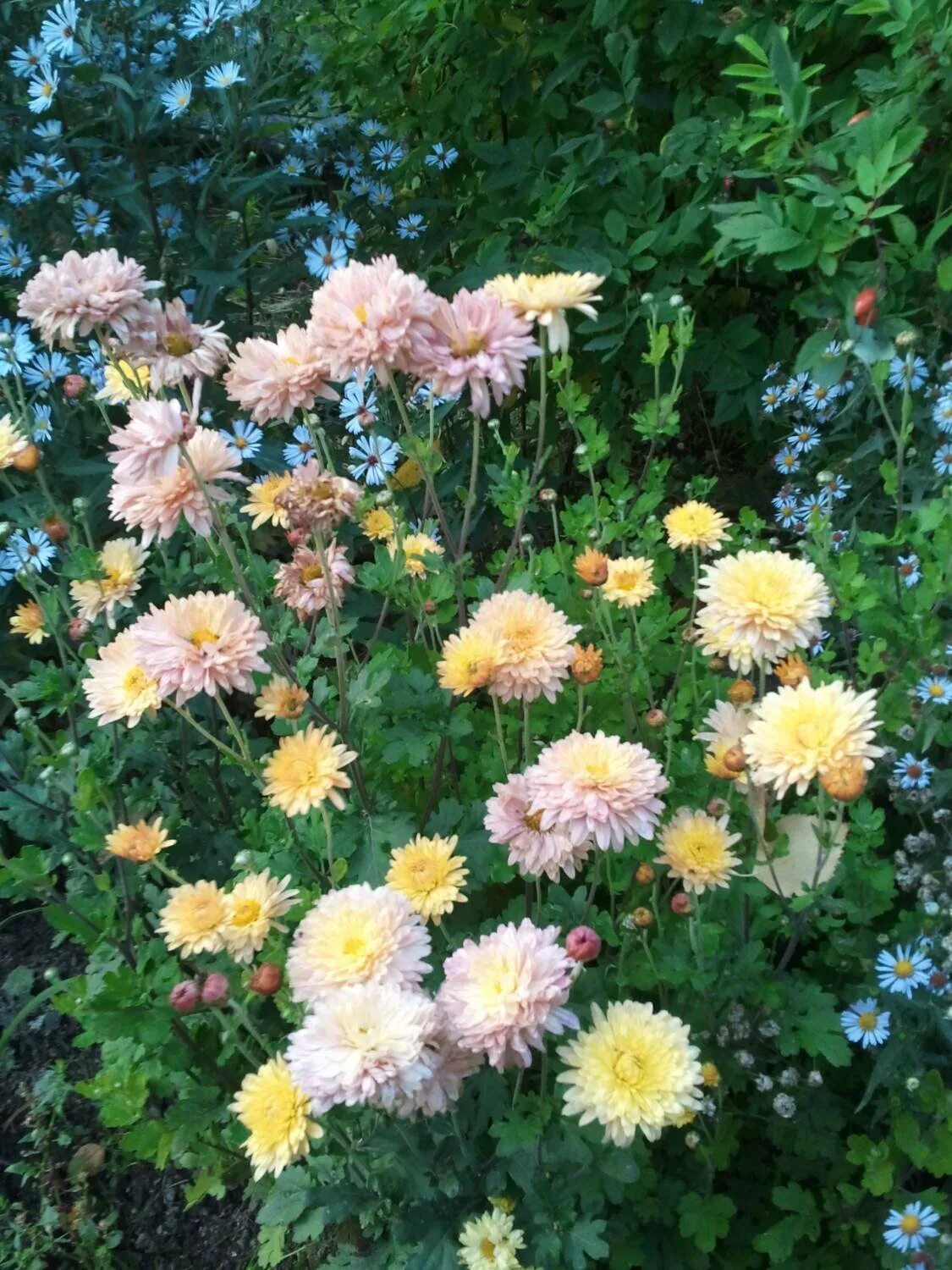 Хризантема корейская бархан. Хризантема мультифлора из семян. Семена мультифлоры хризантемы. Хризантема корейская слава. Хризантема индийская корейская смесь.