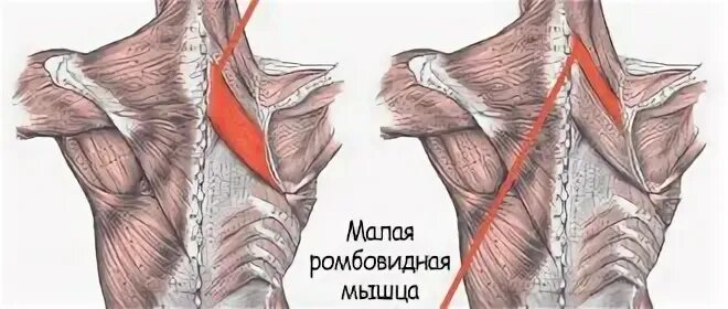 Упражнения для ромбовидной мышцы спины. Шраги группа мышц. Упражнения для ромбовидной мышцы спины. Упражнения на ромбовидные мышцы спины. Косые мышцы спины.