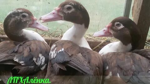 Индоутки гримо