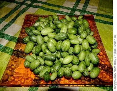 Мелотрия на зиму