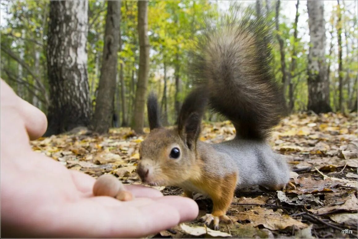 Белка с пакетом. Белочка в парке. Какие орешки можно белкам лесным. Встретить белку в лесу. Лесные звери.
