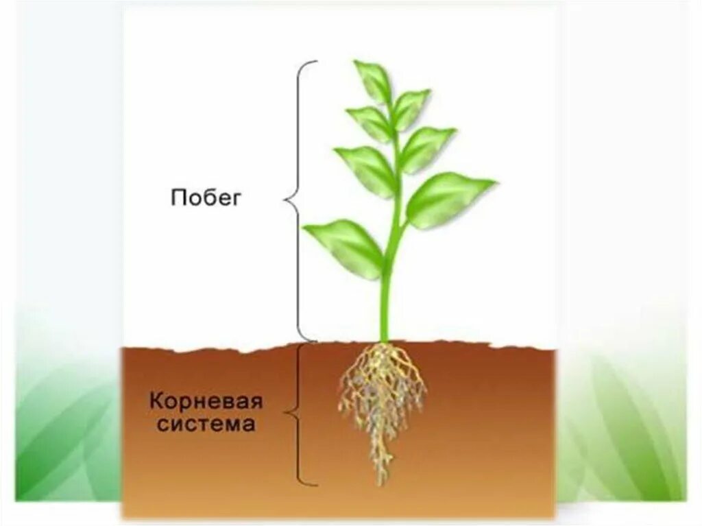 Корень и побег являются