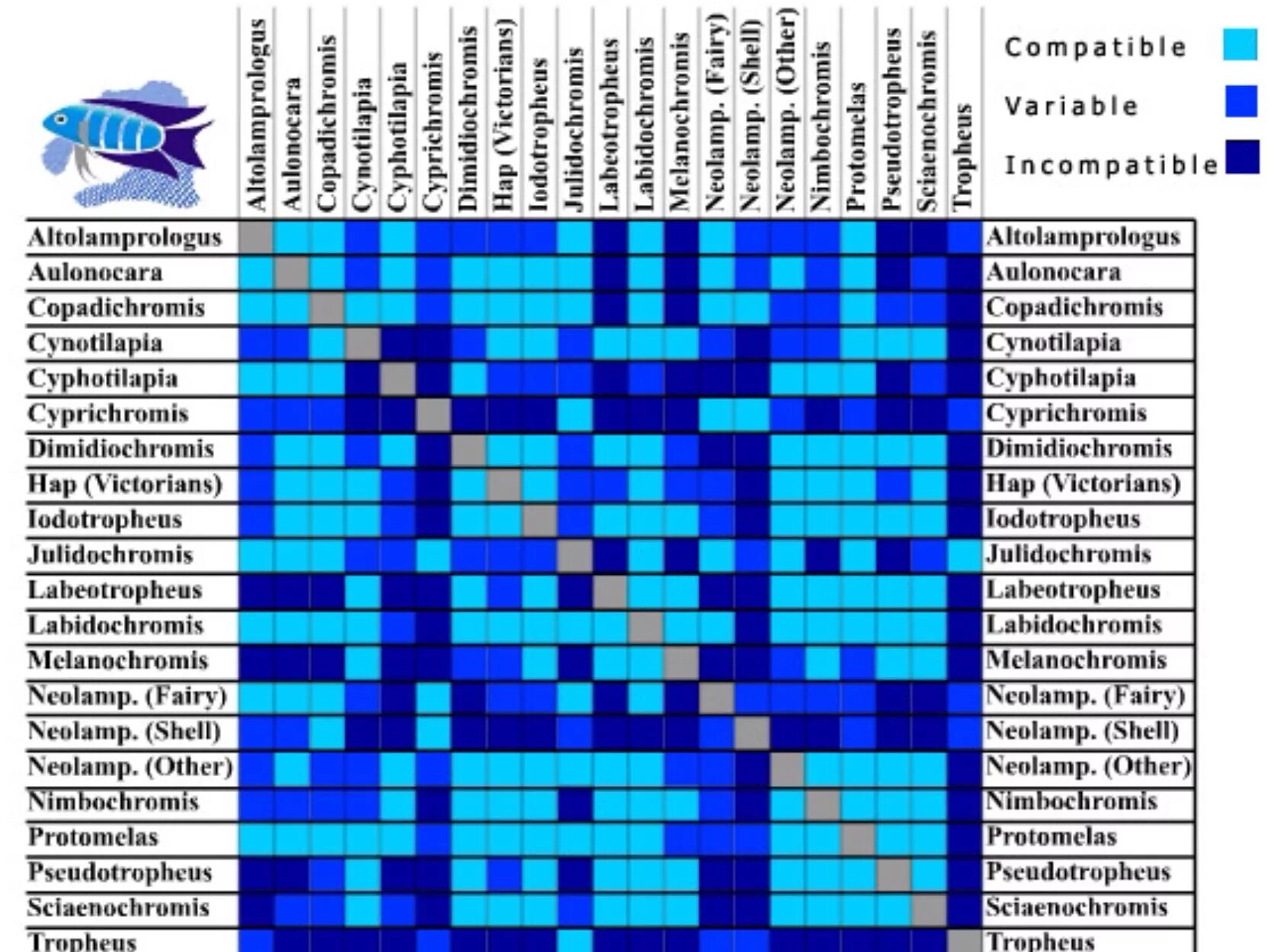 Совмещение аквариумных рыбок таблица. Таблица совместимости креветок с аквариумными рыбками. Рыбка петушок совместимость с другими рыбками таблица. Уживаемость аквариумных рыбок таблица. Петухи рыбы совместимость