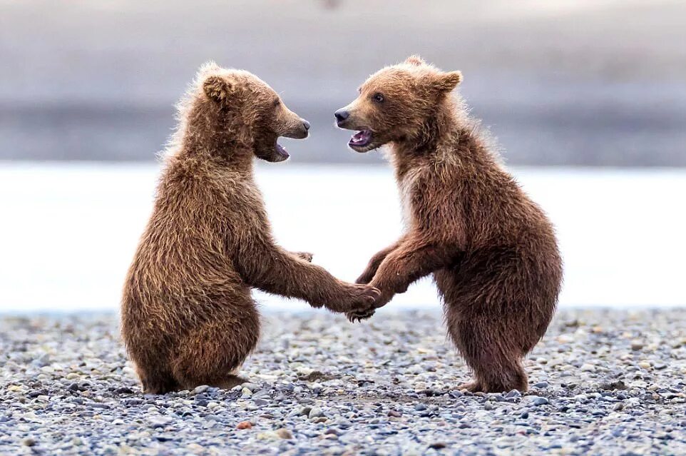 белая медведица с медвежатами фото. два медведя в одной берлоге не уживутся. жили два медведя. два медведя в одной берлоге не живут (не уживутся). полярных волков и огромного белого медведя, берлинский зоопарк.