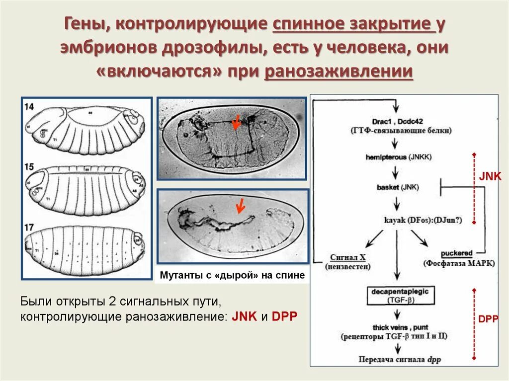 Гены онтогенеза. Онтогенез дрозофилы. Жизненный цикл дрозофилы. Стадии развития дрозофилы. Дрозофила как объект генетических исследований.