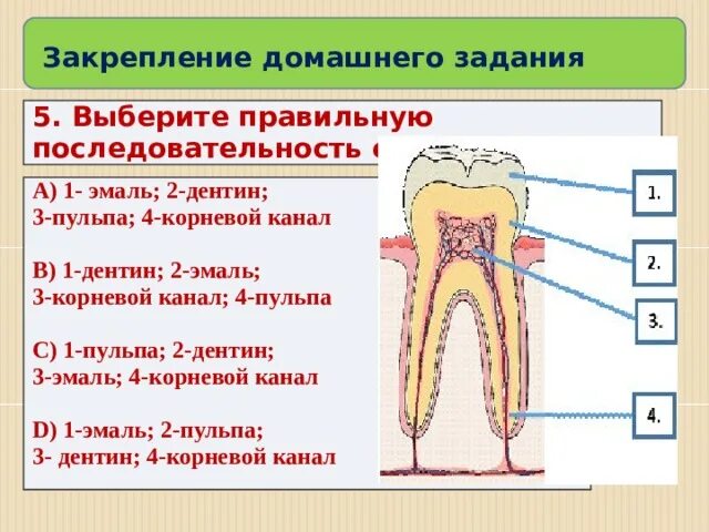 Функции пульпы. Строение пульпы зуба. строение и функции пульпы зуба.