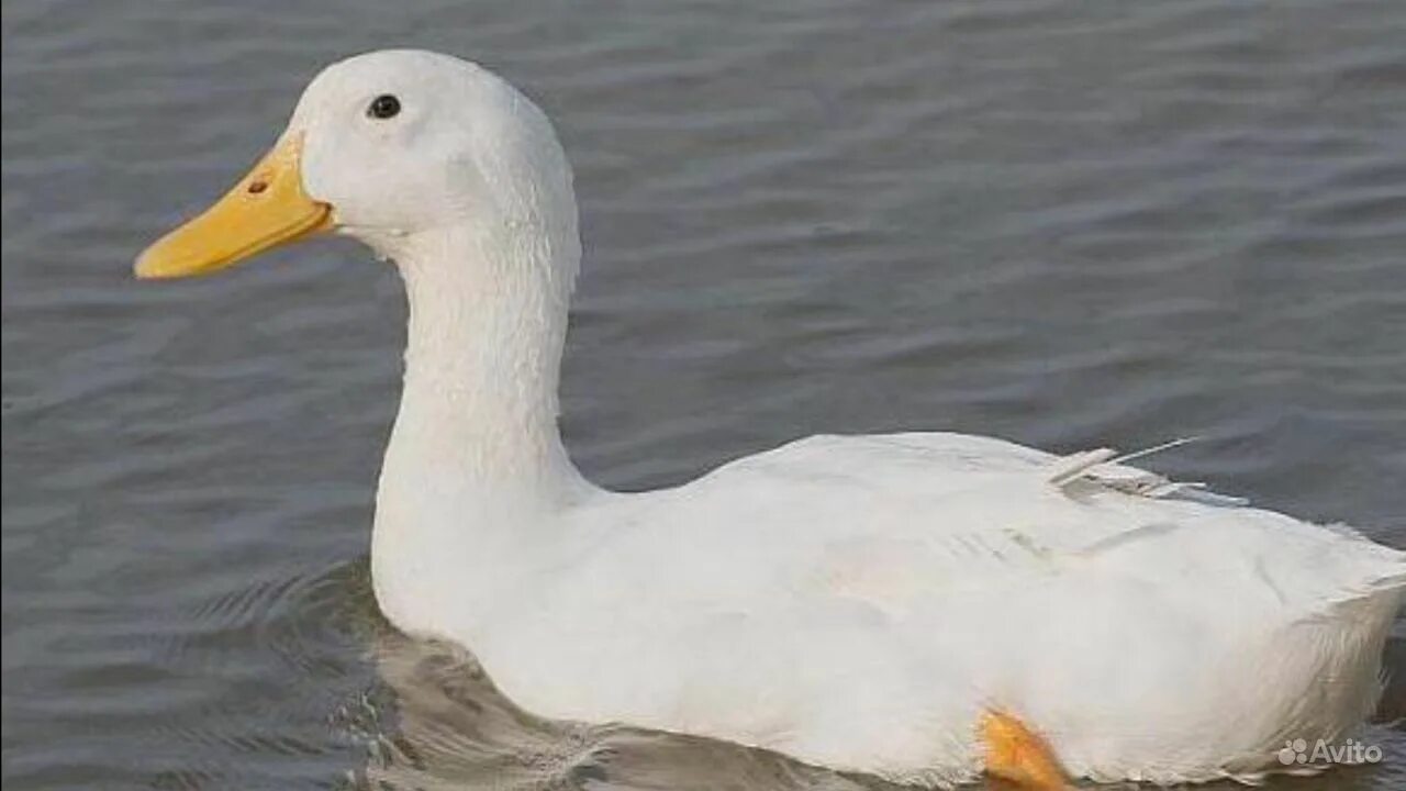 утка черри велли описание породы. утки породы стар 53, черри велли. утка черри-велли описание. утка черри велли. утята черри велли.