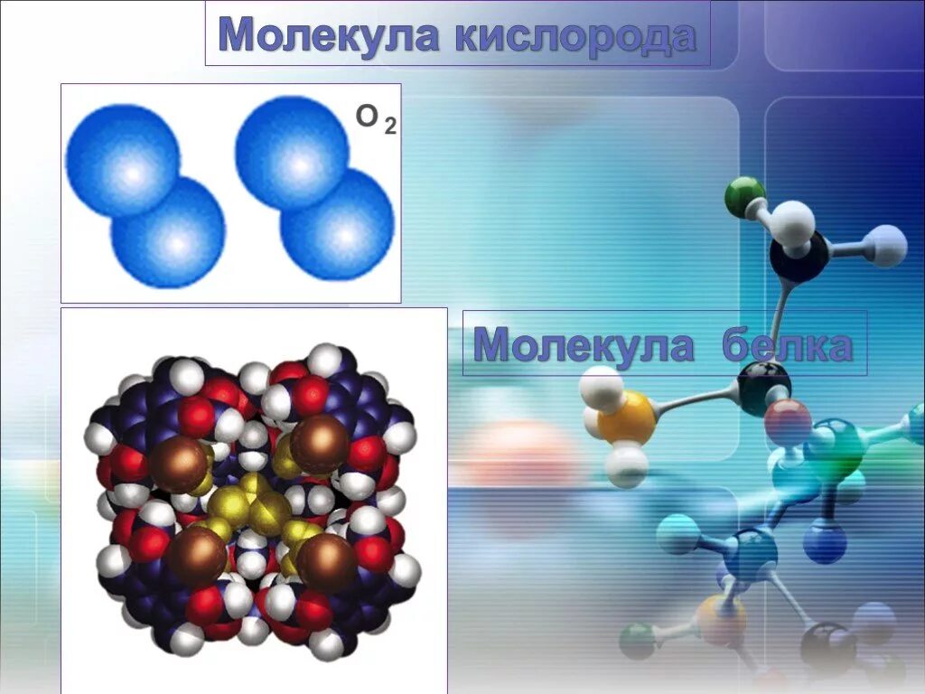 Молекулы воды и молекулы белка