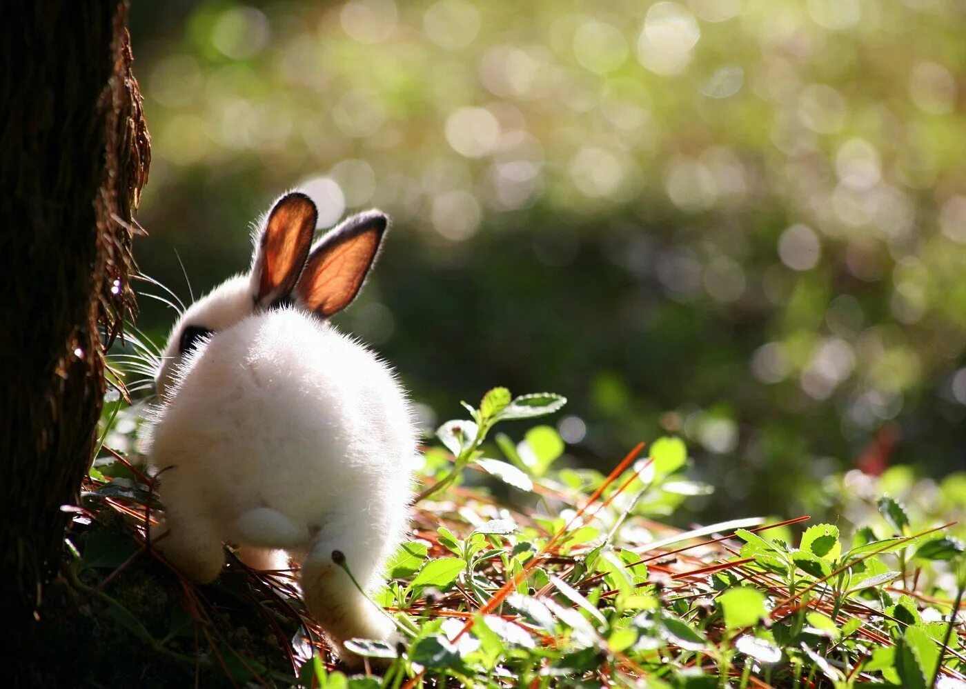 Зайки открыть. Милый кролик. Милые зайчики. Красивый зайчик. Белый кролик.