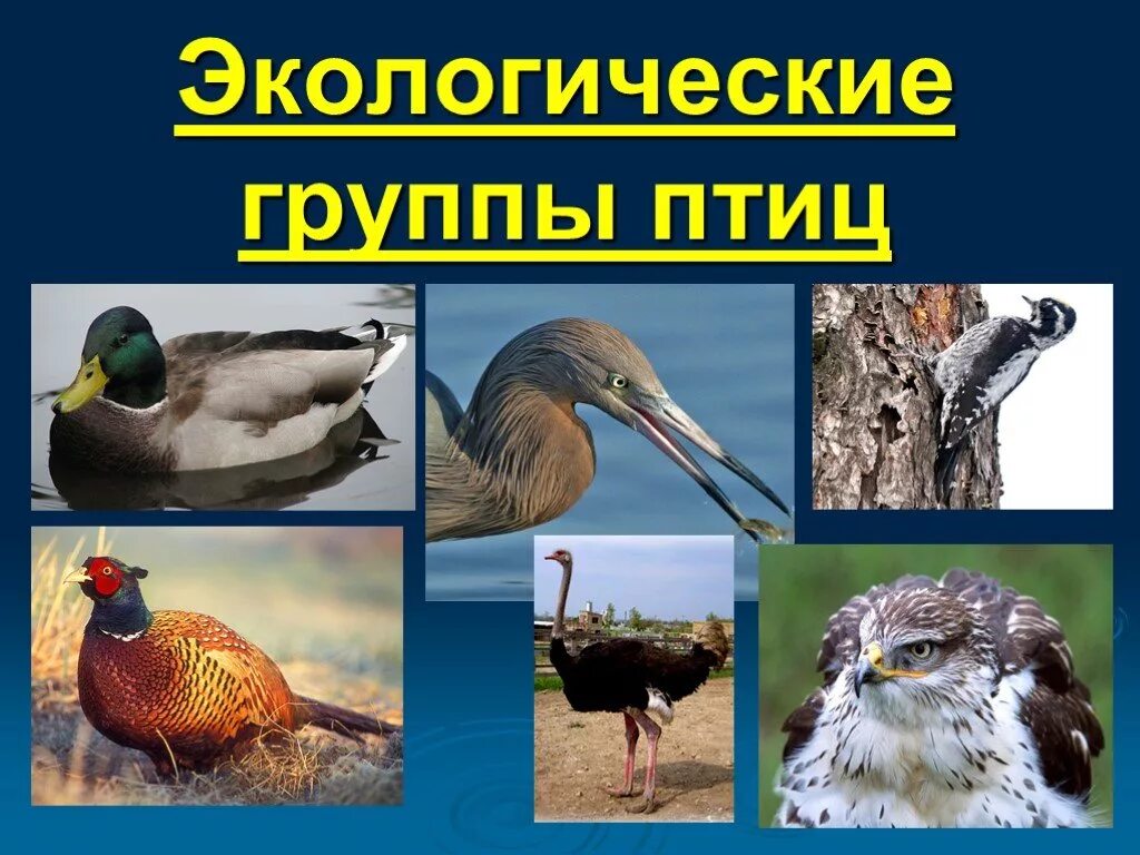 Названия экологических групп птиц. Экологические типы птиц 7 класс биология. Экологические группы птиц 7 класс. Экологический группы ПИИЦ. Экологичиский вит птиц.