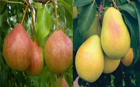 Груша осенняя сладкая опылители
