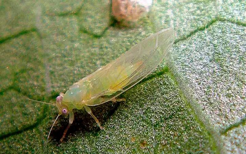 Зеленая муха тля. Листоблошка морковная Trioza apicalis. Морковная листоблошка личинка. Яблонная медяница. Листоблошка яблонная.