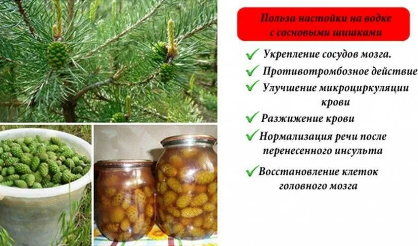 Зелёные шишки сосны. Лекарство из сосновых шишек. Молодые сосновые шишки. Маленькие зеленые шишки. От чего полезен сосновые шишки.