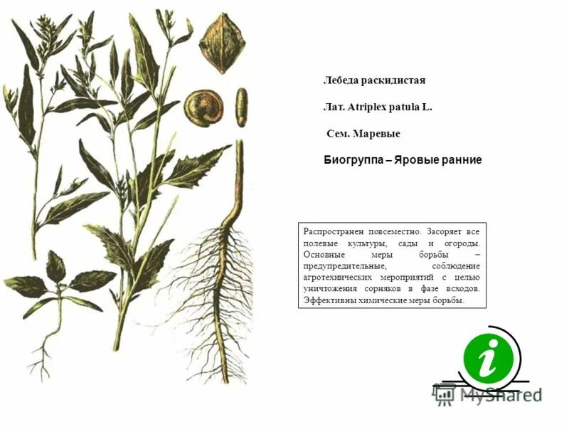 Лебеда лекарственное растение. Какие признаки внешнего строения лебеды. Лебеда раскидистая (лат. Амарант щирица запрокинутая. Лебеда сорное растение.