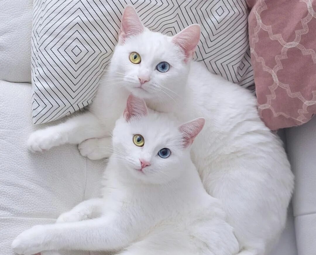 Две белые кошки. Кошки близнецы айрис и абис. кошки близняшки. самые красивые кошки близняшки. белые кошки близнецы.
