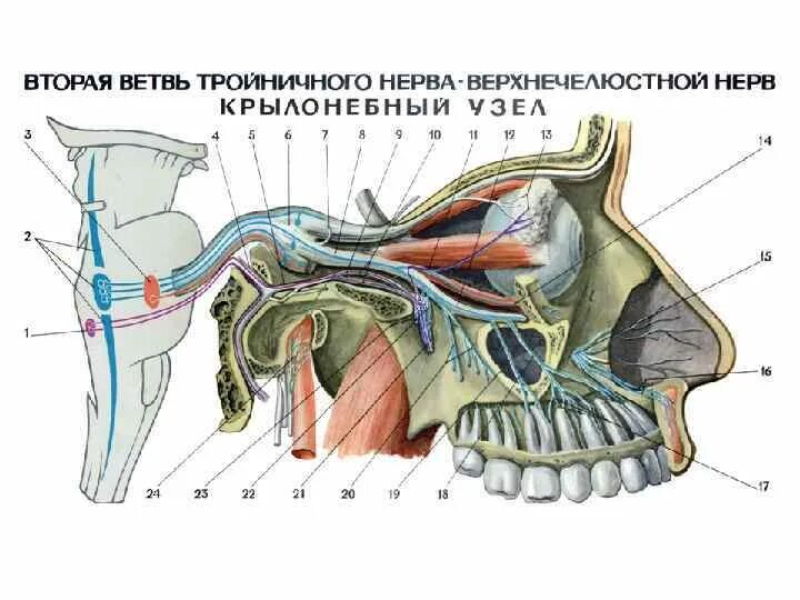 Крылонебный ганглий анатомия. Ветви верхнечелюстного нерва анатомия. 2 Ветвь тройничного нерва анатомия. Крылонебный узел тройничного нерва.