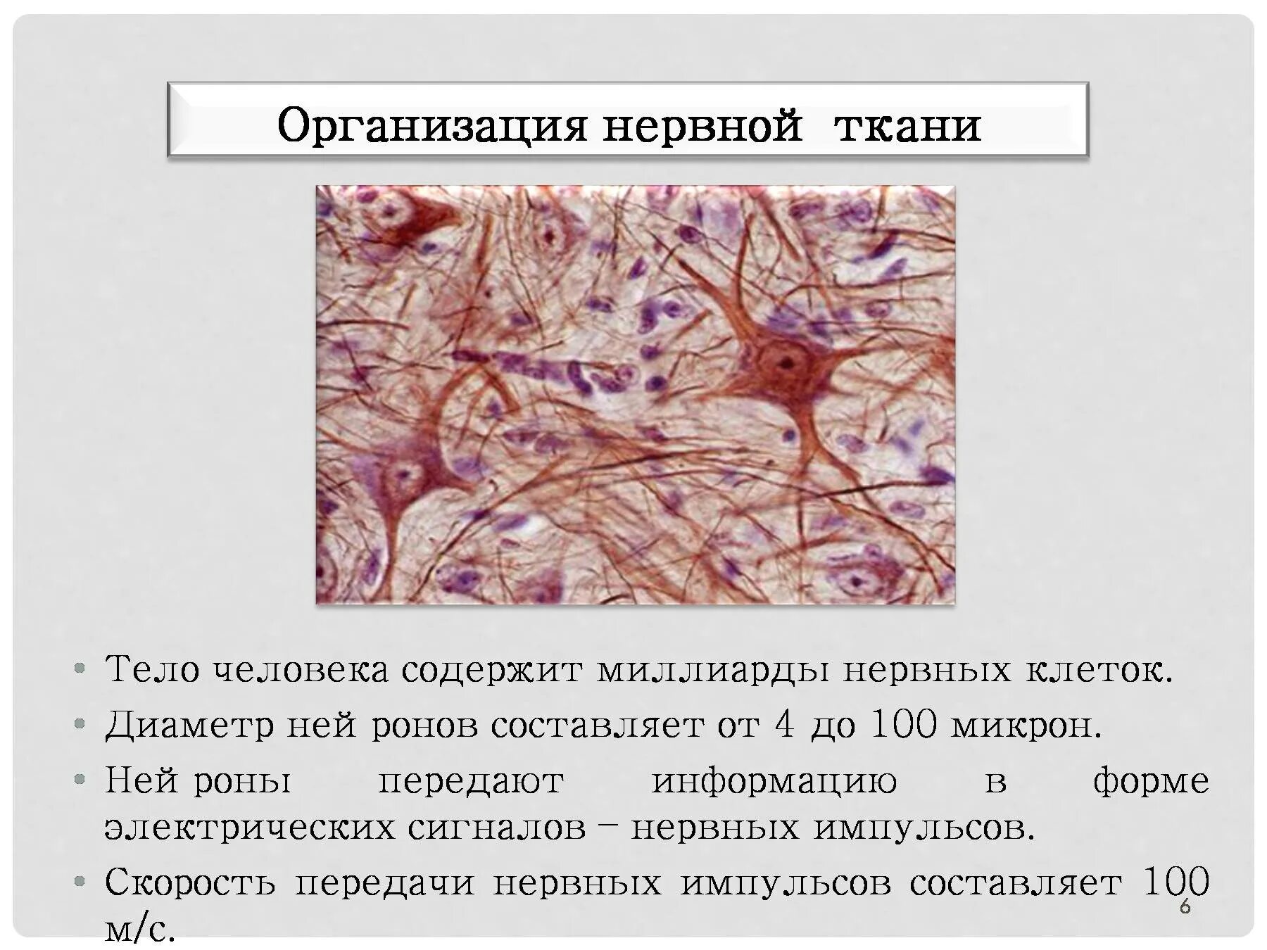 Какие органы образует нервная ткань. Нервная ткань строение ткани. Характеристика нервной ткани человека. Нервная ткань Нейрон. Клетки нервной ткани таблица.