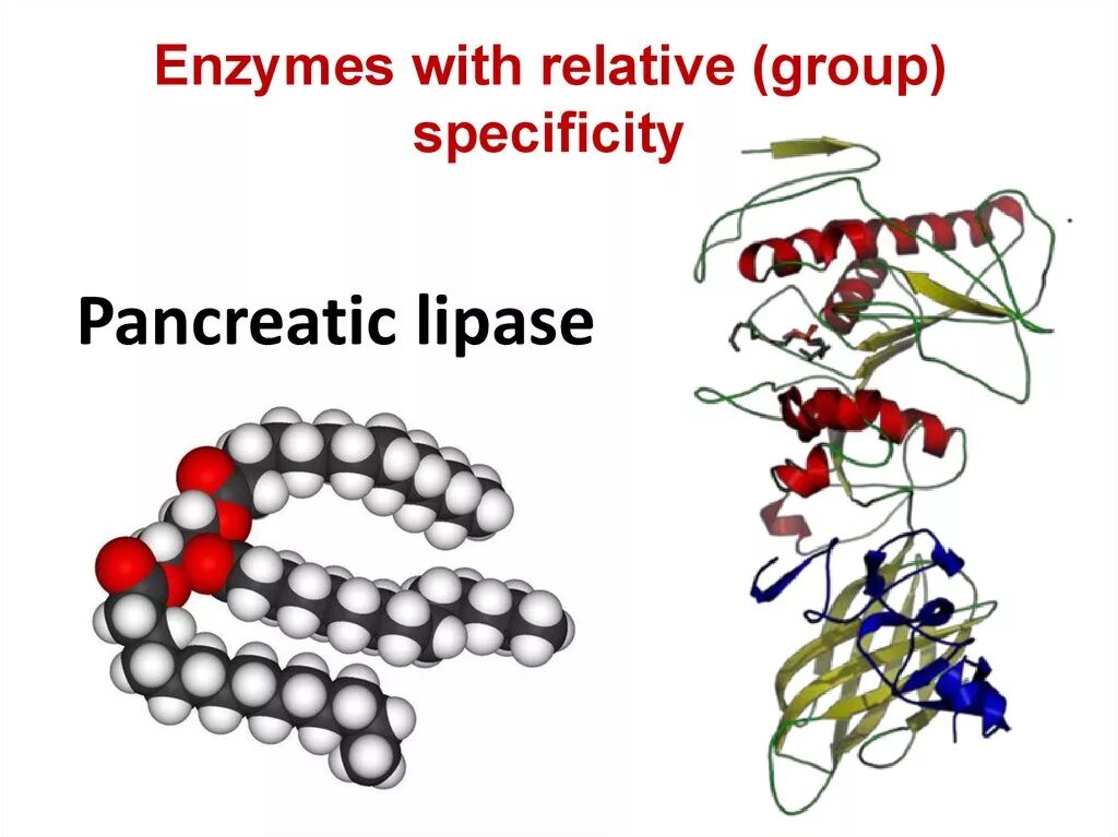 Pancreatic lipase. Анализатор тропонин, панкреатическая липаза ветеринарный. Рисунок глобулярные белки химия. Липаза ppl. Пав энзимы