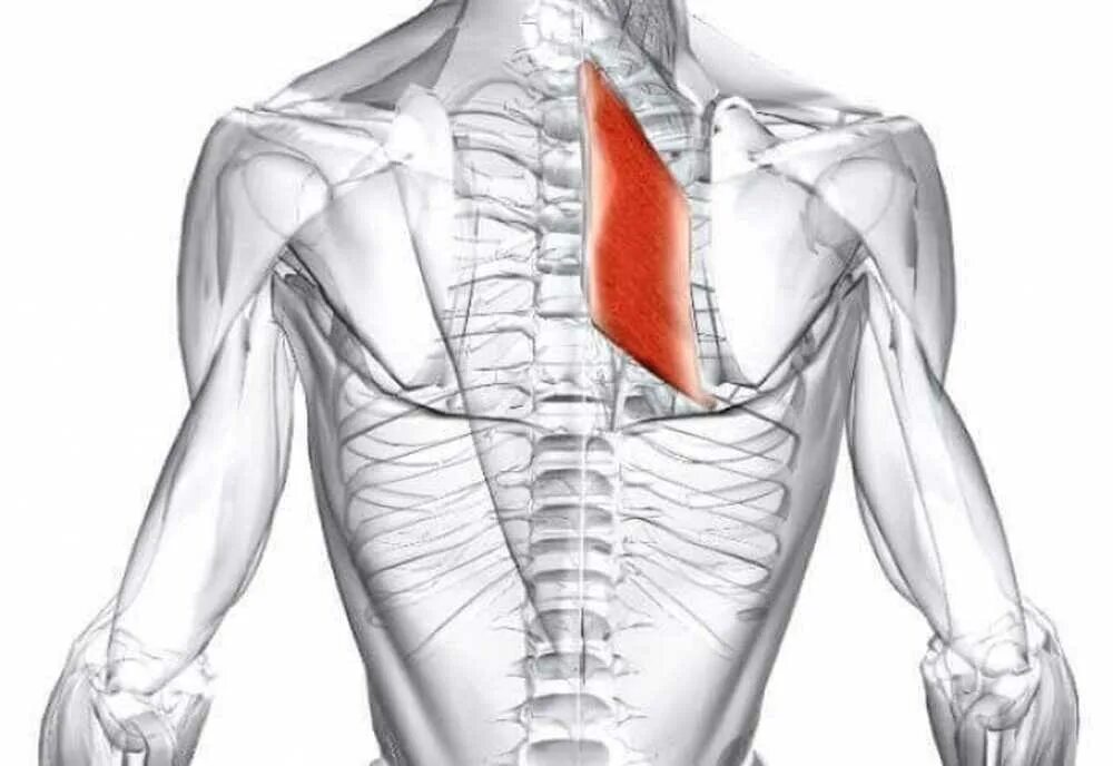 Верхняя трапециевидная. Большая и малая ромбовидные мышцы спины. Малая ромбовидная мышца спины. Малая ромбовидная мышца анатомия. Ромбовидные мышцы спины анатомия.
