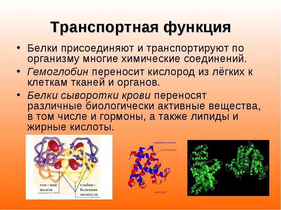 Каким соединением является белок. Транспортная функция белков. Транспортная функция белков структура. Транспортная функция белков примеры белков. Транспортный белок функции.