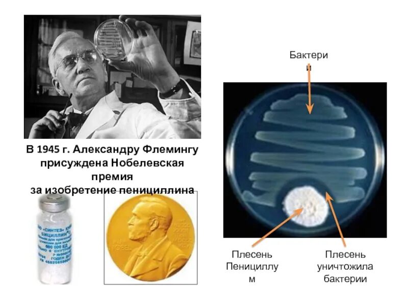 Нобелевская премия пенициллин. Пенициллин 1943. Нобелевская за пенициллин