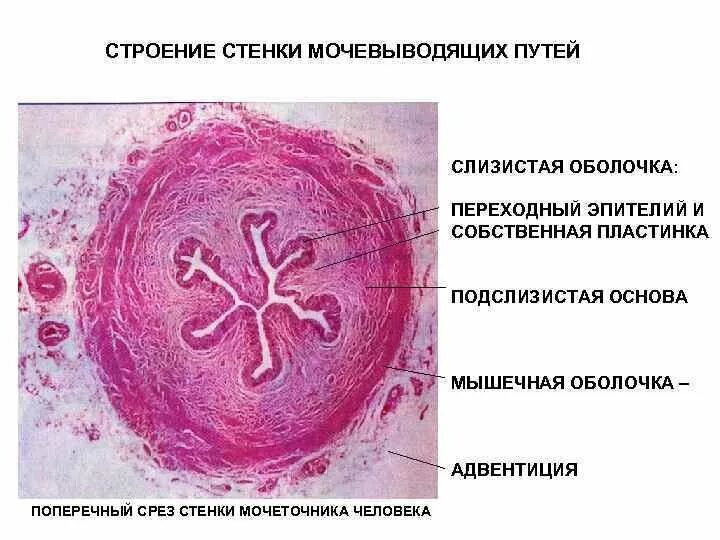 Мочеточник быка препарат гистология. Строение мочеточника гистология. Мочеточник гистология препарат. Поперечный срез мочеточника. Мочеточник гематоксилин эозин.