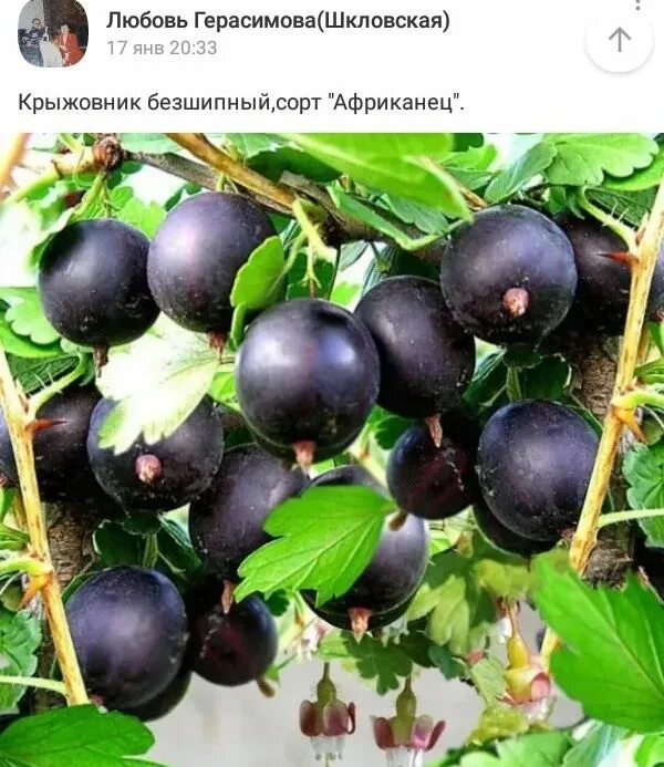 Крыжовник владил фото. Крыжовник владил (командор). Крыжовник владил (командор). Крыжовник бесшипный командор. Крыжовник владил фото.