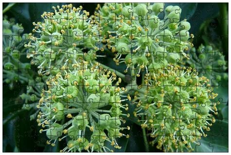 Common plants