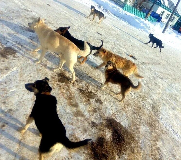 Бродячие собаки нападают. Бродячие собаки в Башкирии. Свора собак на улице.