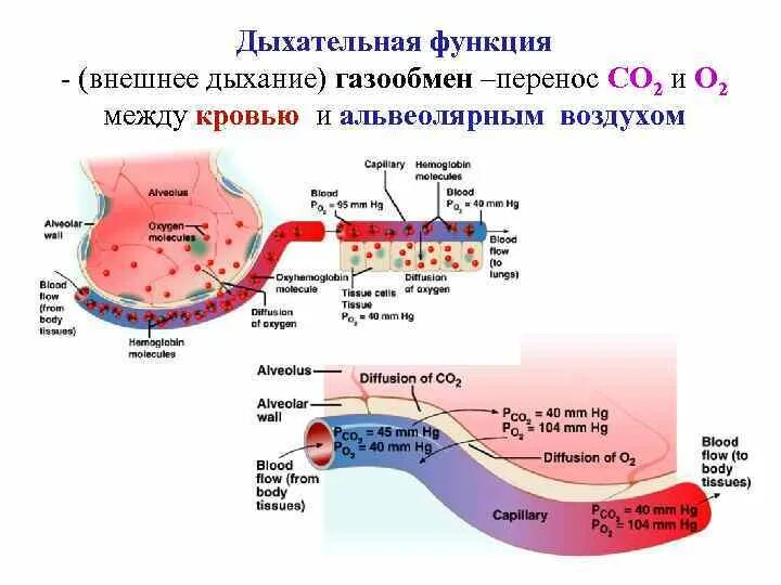 Обмен газов между легочным воздухом и. Газообмен между кровью и атмосферным воздухом у человека происходит. 3. Механизм обмена газов между альвеолярным воздухом и кровью. Газообмен в легких между вдыхаемым воздухом и кровью. Газообмен между атмосферным и альвеолярным воздухом.