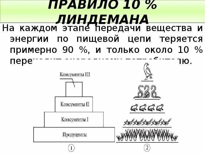 Правило 10 Линдемана. Правило экологической пирамиды Линдемана. Пирамида Линдемана экологическая. Правило 10 процентов Линдемана экология.