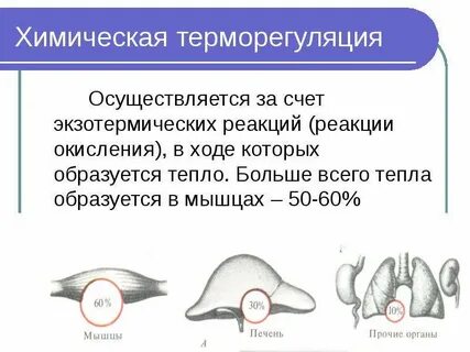 Терморегуляция организма человека это