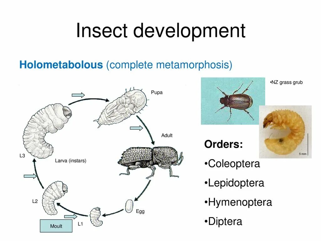 Insect Development. Complete Metamorphosis. Holometabola представители. Metamorphosis география. Метаморфоз 20