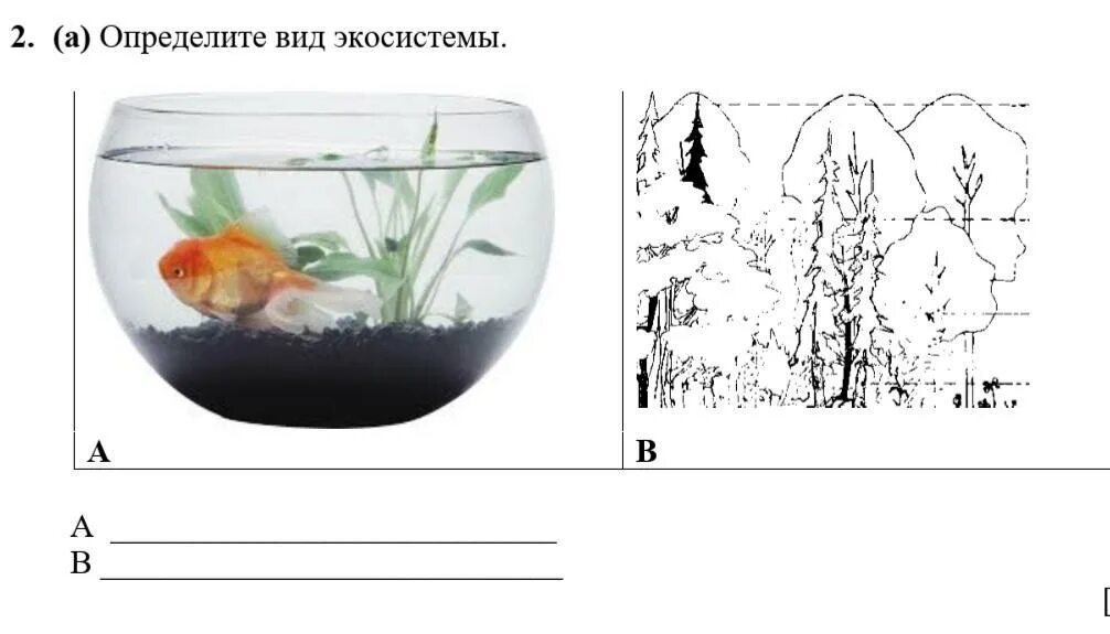 3. Определите вид экосистемы (естественная или искусственная).ХарактеристикаВи к